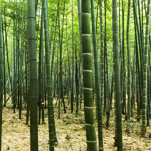 Bamboo